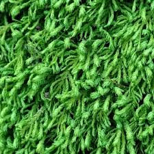 Attēlu rezultāti vaicājumam “Anomodon attenuatus”