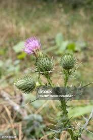 Attēlu rezultāti vaicājumam “Cirsium palustre flower”