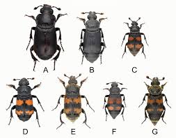 Attēlu rezultāti vaicājumam “Nicrophorus vespillo”