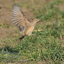 Attēlu rezultāti vaicājumam “Galerida cristata”