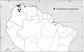 「カリーナ・モク DARKER THAN BLACK -黒の契約者-」の画像検索結果