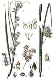 Attēlu rezultāti vaicājumam “Cladium mariscus”