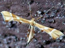 Attēlu rezultāti vaicājumam “Cnaemidophorus rhododactyla”