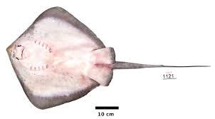 Image result for Dasyatis chrysonota