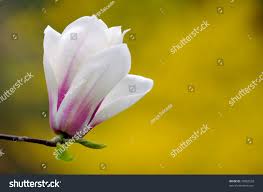 Attēlu rezultāti vaicājumam “Magnolia cylindrica”