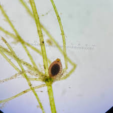 Attēlu rezultāti vaicājumam “Comatricha elegans var. microspora macro”