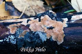 Attēlu rezultāti vaicājumam “Ceriporia purpurea”