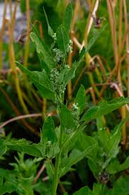 Attēlu rezultāti vaicājumam “Chenopodium acerifolium”