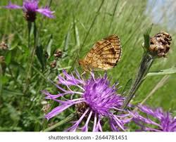 Attēlu rezultāti vaicājumam “Brenthis ino upperside”