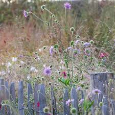 Image result for Knautia arvensis