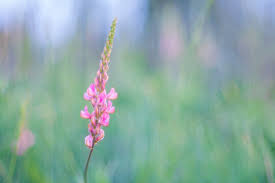 Attēlu rezultāti vaicājumam “Onobrychis arenaria”