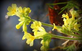 Image result for Himmelschlüssel