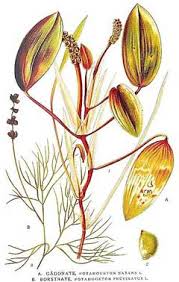 Attēlu rezultāti vaicājumam “Potamogeton natans leaf”