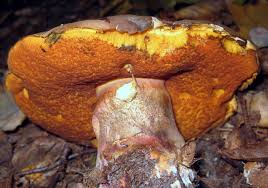 Attēlu rezultāti vaicājumam “Sutorius luridiformis”