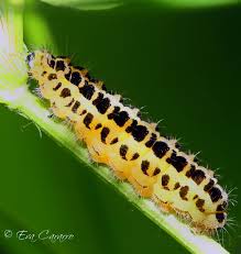 Attēlu rezultāti vaicājumam “Zygaena filipendulae exuvia”