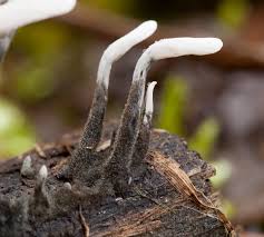 Attēlu rezultāti vaicājumam “Craniophora ligustri larva”