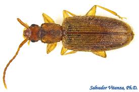 Attēlu rezultāti vaicājumam “Silvanidae”