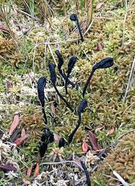 Attēlu rezultāti vaicājumam “Geoglossum sp.”