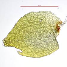 Attēlu rezultāti vaicājumam “Tritomaria exsectiformis”