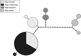 Image result for Raja straeleni