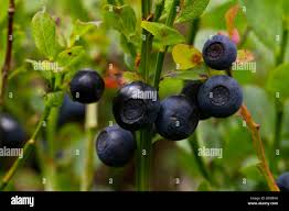 Attēlu rezultāti vaicājumam “Vaccinium myrtillus fruit”