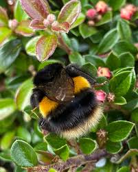 Attēlu rezultāti vaicājumam “Bombus terrestris”