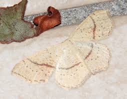 Attēlu rezultāti vaicājumam “Cyclophora punctaria”