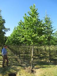 Attēlu rezultāti vaicājumam “Corylus colurna”