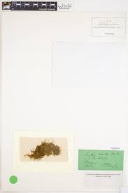 Attēlu rezultāti vaicājumam “Leskea polycarpa”