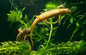 Attēlu rezultāti vaicājumam “Triturus vulgaris male”