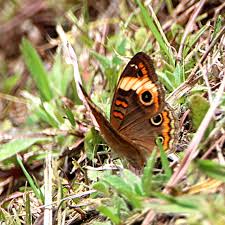 Attēlu rezultāti vaicājumam “Scardia boletella exuvia”