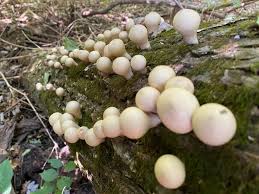 Attēlu rezultāti vaicājumam “Lycoperdon pyriforme sessile”