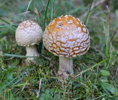 Attēlu rezultāti vaicājumam “Amanita regalis”
