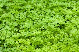 Image result for Anthriscus cerefolium