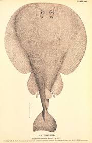 Image result for Torpedo torpedo