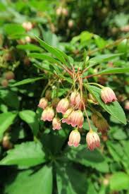 Attēlu rezultāti vaicājumam “Enkianthus campanulatus flower”