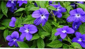 Image result for Browallia speciosa