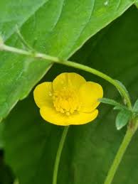 Attēlu rezultāti vaicājumam “Ranunculus lanuginosus bud”