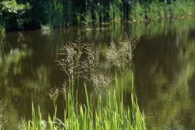 Attēlu rezultāti vaicājumam “Glyceria maxima”