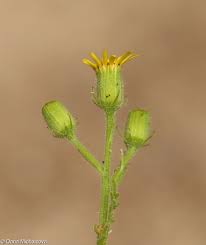 Attēlu rezultāti vaicājumam “Senecio viscosus flower”