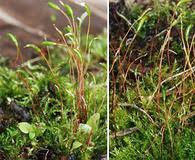 Attēlu rezultāti vaicājumam “Harpanthus scutatus”