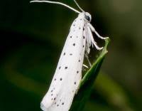 Attēlu rezultāti vaicājumam “Yponomeuta malinellus / cagnagella”