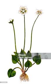 Attēlu rezultāti vaicājumam “Parnassia palustris leaf”