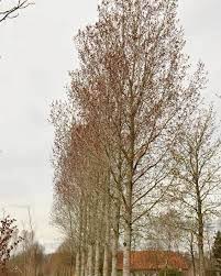 Attēlu rezultāti vaicājumam “Populus x canadensis”