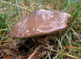 Attēlu rezultāti vaicājumam “Suillus luteus”