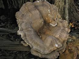 Attēlu rezultāti vaicājumam “Bondarzewia mesenterica”