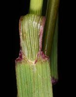 Attēlu rezultāti vaicājumam “Bromopsis inermis leaf”