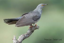 Attēlu rezultāti vaicājumam “Cuculus canorus adult”