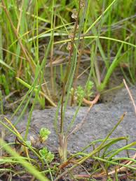 Attēlu rezultāti vaicājumam “Juncaginaceae”