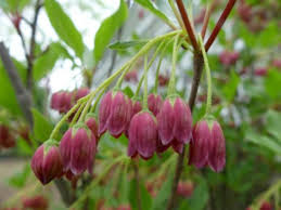 Attēlu rezultāti vaicājumam “Enkianthus chinensis flower”